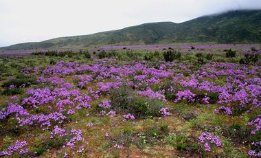 Terreno/ Loteo Minas De Talinay/ Limarí