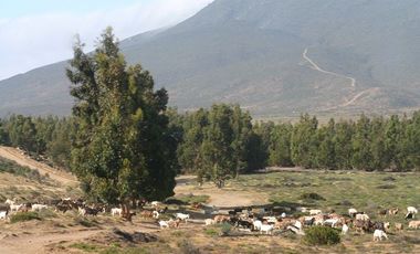 Terreno/ Loteo Minas De Talinay/ Limarí