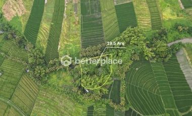 Prime 19,5 Are Freehold Land in Kedungu – A Growing Investment Opportunity