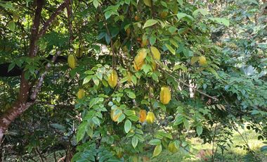 CABAÑA AMOBLADA CON PISCINA,HERMOSA VISTA EN MINCA SANTA MARTA.