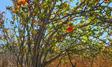 VENTA TERRENO UBICADO EN SAN JUAN TILCUAUTLA MUY CERCA DE LA UNIVERSIDAD DE FUTBOL , ICSA Y UNIV. LA SALLE