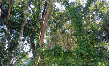 TERRENO EN ESQUINA EN RENTA EN ALAMOS 1 A MEDIA CUADRA DE HUAYACAN, ATRAS DE GROUPERS $40,000