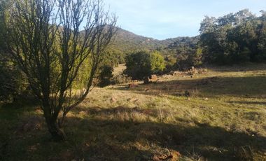 PREDIO 43 HAS EN COLLIGUAY CON CASA