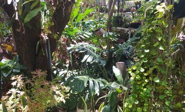 CASAS CAMPESTRES EN RENTA: Quinta Kronopios (santuario ecológico)
