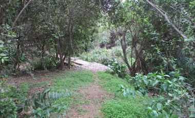 HERMOSA PARCELA CON CASA Y ABUNDANTE VEGETACIÓN NATIVA