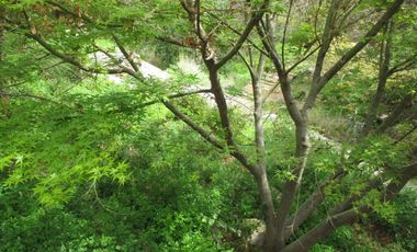 HERMOSA PARCELA CON CASA Y ABUNDANTE VEGETACIÓN NATIVA