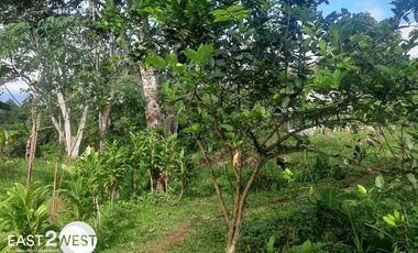 Dijual Kavling Cikatapis Megamendung Bogor Luas Murah Lokasi Nyaman Strategis