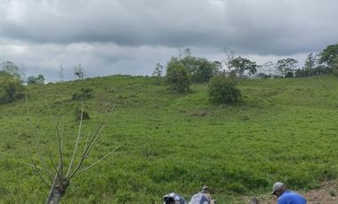 🌿 SE VENDE HACIENDA DE 120 HECTÁREAS EN RÍOVERDE - ESMERALDAS 🌿  📍 Ubicación: Cantón Ríoverde, Recinto Chontaduro, Provincia de Esmeraldas. 📏 Exte