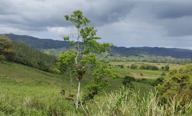 🌿 SE VENDE HACIENDA DE 120 HECTÁREAS EN RÍOVERDE - ESMERALDAS 🌿  📍 Ubicación: Cantón Ríoverde, Recinto Chontaduro, Provincia de Esmeraldas. 📏 Exte