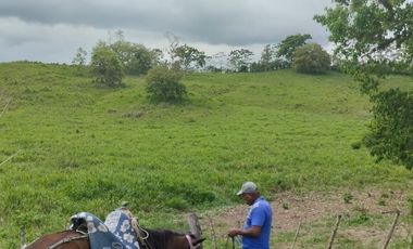 🌿 SE VENDE HACIENDA DE 120 HECTÁREAS EN RÍOVERDE - ESMERALDAS 🌿  📍 Ubicación: Cantón Ríoverde, Recinto Chontaduro, Provincia de Esmeraldas. 📏 Exte