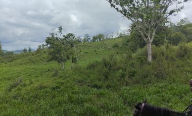 🌿 SE VENDE HACIENDA DE 120 HECTÁREAS EN RÍOVERDE - ESMERALDAS 🌿  📍 Ubicación: Cantón Ríoverde, Recinto Chontaduro, Provincia de Esmeraldas. 📏 Exte