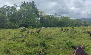 🌿 SE VENDE HACIENDA DE 120 HECTÁREAS EN RÍOVERDE - ESMERALDAS 🌿  📍 Ubicación: Cantón Ríoverde, Recinto Chontaduro, Provincia de Esmeraldas. 📏 Exte