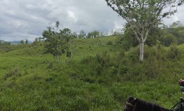 🌿 SE VENDE HACIENDA DE 120 HECTÁREAS EN RÍOVERDE - ESMERALDAS 🌿  📍 Ubicación: Cantón Ríoverde, Recinto Chontaduro, Provincia de Esmeraldas. 📏 Exte