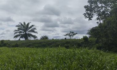 🌿 SE VENDE HACIENDA DE 120 HECTÁREAS EN RÍOVERDE - ESMERALDAS 🌿  📍 Ubicación: Cantón Ríoverde, Recinto Chontaduro, Provincia de Esmeraldas. 📏 Exte