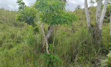 🌿 SE VENDE HACIENDA DE 120 HECTÁREAS EN RÍOVERDE - ESMERALDAS 🌿  📍 Ubicación: Cantón Ríoverde, Recinto Chontaduro, Provincia de Esmeraldas. 📏 Exte