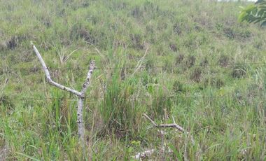 🌿 SE VENDE HACIENDA DE 120 HECTÁREAS EN RÍOVERDE - ESMERALDAS 🌿  📍 Ubicación: Cantón Ríoverde, Recinto Chontaduro, Provincia de Esmeraldas. 📏 Exte