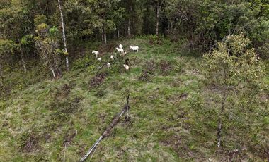 PROPIEDAD EN VENTA, COSANGA, 46800M2.