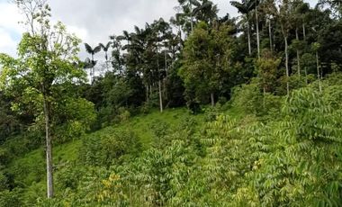 FINCA EN PACTO DE 44 HRAS DE VENTA