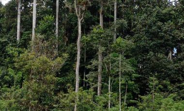 FINCA EN PACTO DE 44 HRAS DE VENTA