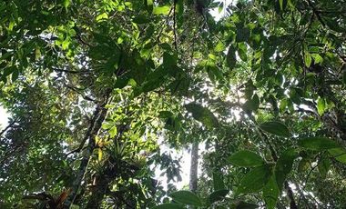 FINCA EN PACTO DE 44 HRAS DE VENTA