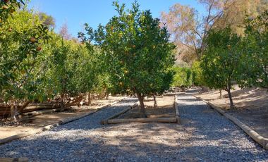 PARCELA DE 15.000 M2 CON CASA Y GRAN VARIEDAD DE FRUTALES