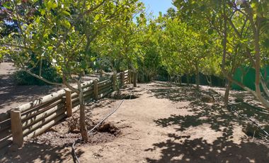 PARCELA DE 15.000 M2 CON CASA Y GRAN VARIEDAD DE FRUTALES