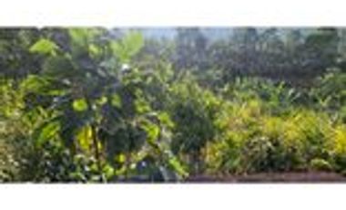 Venta Finca Cafetera y Agrícola Pueblorrico Antioquia