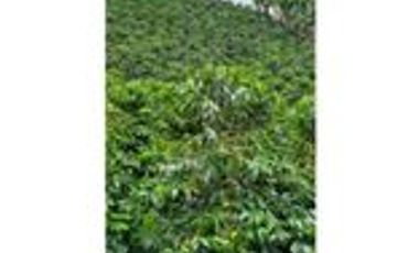 Venta Finca Cafetera y Agrícola Pueblorrico Antioquia