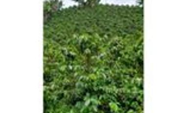 Venta Finca Cafetera y Agrícola Pueblorrico Antioquia