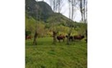 Venta Finca Cafetera y Agrícola Pueblorrico Antioquia