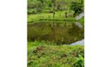 Venta Finca Cafetera y Agrícola Pueblorrico Antioquia