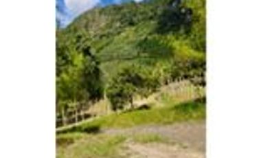 Venta Finca Cafetera y Agrícola Pueblorrico Antioquia