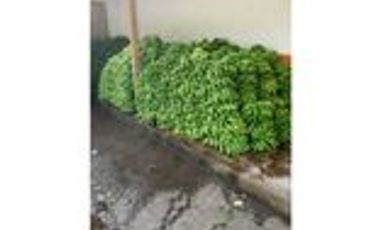 Venta Finca Cafetera y Agrícola Pueblorrico Antioquia