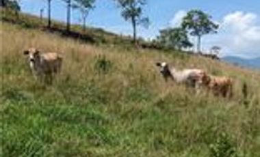 Venta Finca Ganadera en Santa Bárbara Antioquia