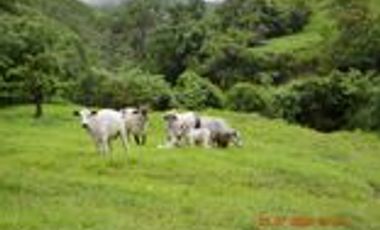 Venta Finca Ganadera en Santa Bárbara Antioquia