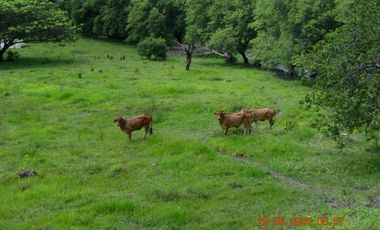 Venta Finca Ganadera en Santa Bárbara Antioquia