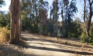 TERRENO SECTOR LOS CANELOS CURACAVI DE 8 HECTAREAS