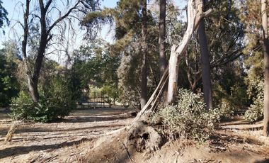 TERRENO SECTOR LOS CANELOS CURACAVI DE 8 HECTAREAS