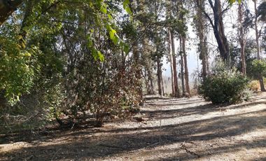 TERRENO SECTOR LOS CANELOS CURACAVI DE 8 HECTAREAS
