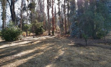 TERRENO SECTOR LOS CANELOS CURACAVI DE 8 HECTAREAS