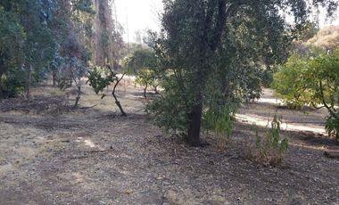 TERRENO SECTOR LOS CANELOS CURACAVI DE 8 HECTAREAS