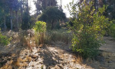 TERRENO SECTOR LOS CANELOS CURACAVI DE 8 HECTAREAS
