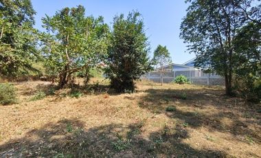 3-2-0 Rai | Tree Covered Land For Sale  Subdivided Into 3 Home Building Plots