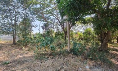 3-2-0 Rai | Tree Covered Land For Sale  Subdivided Into 3 Home Building Plots
