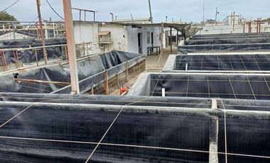 N19 - Venta Laboratorio de Larvas de Camarón - Punta Carnero - Santa Elena - Ecuador