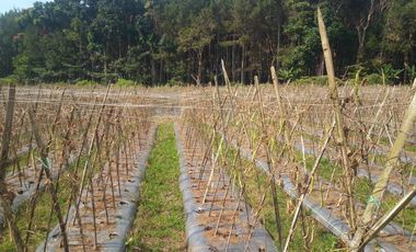 3 Ha Kebun di Pinggir Jalan Masuk Wisata Bukit Senyum, Bandung Barat