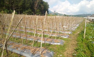 3 Ha Kebun di Pinggir Jalan Masuk Wisata Bukit Senyum, Bandung Barat