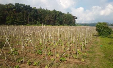 3 Ha Kebun di Pinggir Jalan Masuk Wisata Bukit Senyum, Bandung Barat