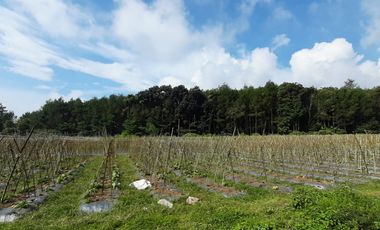 3 Ha Kebun di Pinggir Jalan Masuk Wisata Bukit Senyum, Bandung Barat