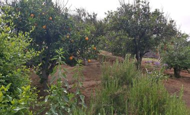HERMOSA PARCELA VERDE Y COLORIDA CON POZO Y CONSTRUCCIONES